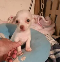 Jake, a male Chihuahua for sale in Joplin, MO – 6 of 6
