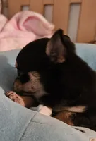 Corky, a male Chihuahua for sale in Joplin, MO – 5 of 8