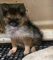 lexi, a female Pomeranian for sale in Joplin, MO – 3 of 4