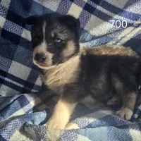 Cory. sale, a male Siberian Husky for sale in Joplin, MO – Photo 8 of 8