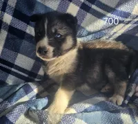 Cory, a male Siberian Husky for sale in Joplin, MO – Photo 8 of 8