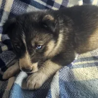 Cory. sale, a male Siberian Husky for sale in Joplin, MO – Photo 3 of 8