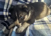 Cory, a male Siberian Husky for sale in Joplin, MO – Photo 3 of 8