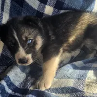 Cory. sale, a male Siberian Husky for sale in Joplin, MO – Photo 7 of 8