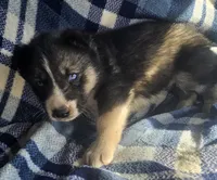 Cory, a male Siberian Husky for sale in Joplin, MO – Photo 7 of 8