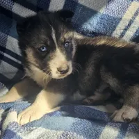 Cory. sale, a male Siberian Husky for sale in Joplin, MO – Photo 6 of 8