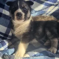 Cory. sale, a male Siberian Husky for sale in Joplin, MO – Photo 4 of 8