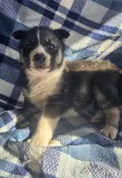 Cory, a male Siberian Husky for sale in Joplin, MO – Photo 4 of 8