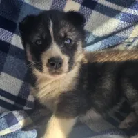 Cory. sale, a male Siberian Husky for sale in Joplin, MO – Photo 1 of 8