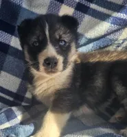 Cory, a male Siberian Husky for sale in Joplin, MO – Photo 1 of 8