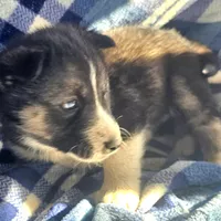 Cory. sale, a male Siberian Husky for sale in Joplin, MO – Photo 2 of 8