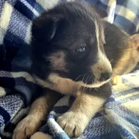 Cory. sale, a male Siberian Husky for sale in Joplin, MO – Photo 5 of 8