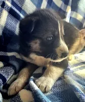 Cory, a male Siberian Husky for sale in Joplin, MO – Photo 5 of 8