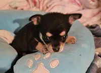Corky, a male Chihuahua for sale in Joplin, MO – 6 of 8