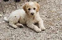 Rosie, a female Great Pyrenees and Poodle - Standard  for sale in Joplin, MO – 3 of 8