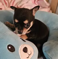 Corky, a male Chihuahua for sale in Joplin, MO – 7 of 8