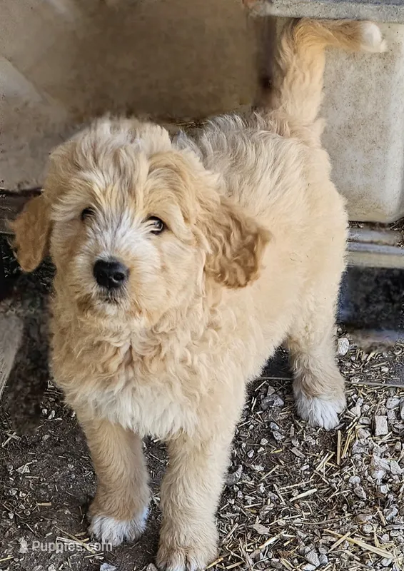 Callie – Great Pyrenees, Poodle - Standard  puppy for sale in Joplin, MO