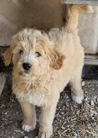 Callie, a female Great Pyrenees and Poodle - Standard  for sale in Joplin, MO – 1 of 6