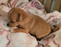Misty, a female Chihuahua for sale in Joplin, MO – 8 of 8