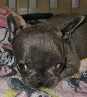 Fancy, a female French Bulldog for sale in Joplin, MO – 4 of 6