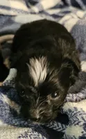 Pistol, a male Morkie for sale in Joplin, MO – 6 of 7