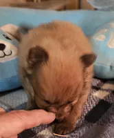 Willy, a male Pomeranian for sale in Joplin, MO – Photo 5 of 6