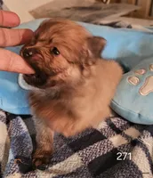 Willy, a male Pomeranian for sale in Joplin, MO – Photo 2 of 6