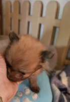 Willy, a male Pomeranian for sale in Joplin, MO – Photo 6 of 6