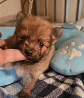 Willy, a male Pomeranian for sale in Joplin, MO – Photo 4 of 6