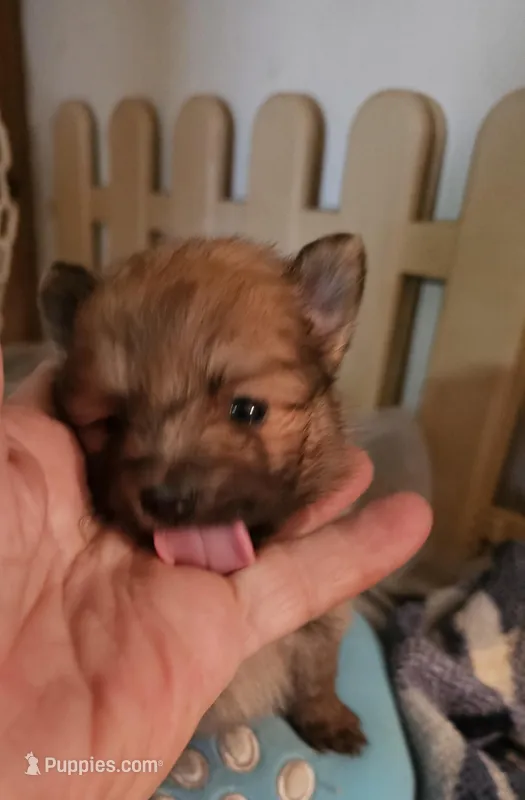 Willy – Pomeranian puppy for sale in Joplin, MO