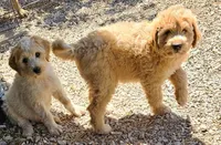 Callie, a female Great Pyrenees and Poodle - Standard  for sale in Joplin, MO – 4 of 6