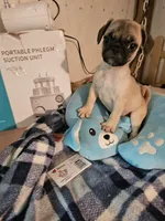 Timmy, a male French Bulldog and Pug for sale in Joplin, MO – 2 of 9