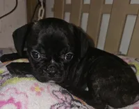 Sadie, a female French Bulldog and Pug for sale in Joplin, MO – 2 of 4