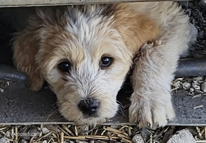 Rosie – Great Pyrenees, Poodle - Standard  puppy for sale in Joplin, MO