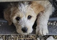 Rosie, a female Great Pyrenees and Poodle - Standard  for sale in Joplin, MO – 1 of 8