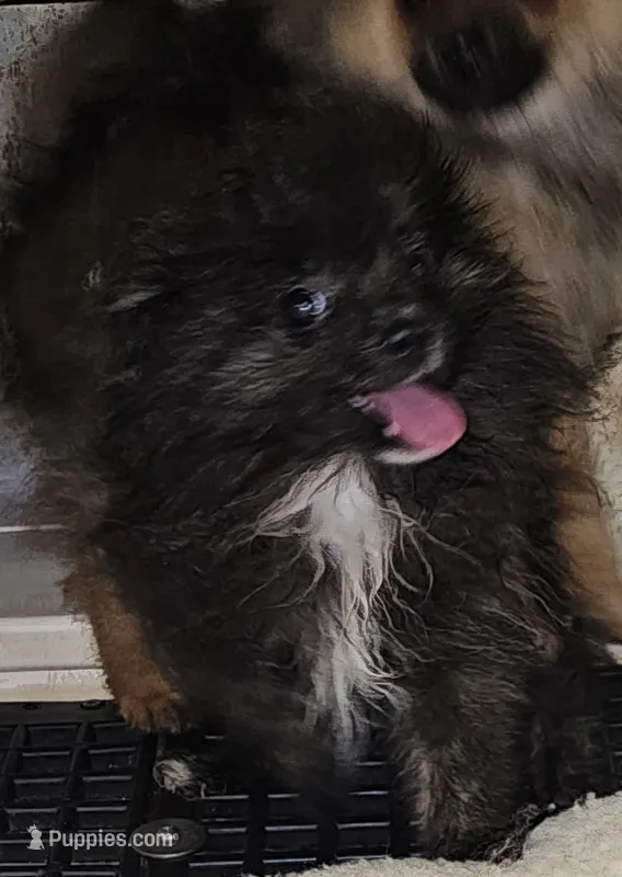 Jinx – Pomeranian puppy for sale in Joplin, MO