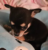 Corky, a male Chihuahua for sale in Joplin, MO – 3 of 8