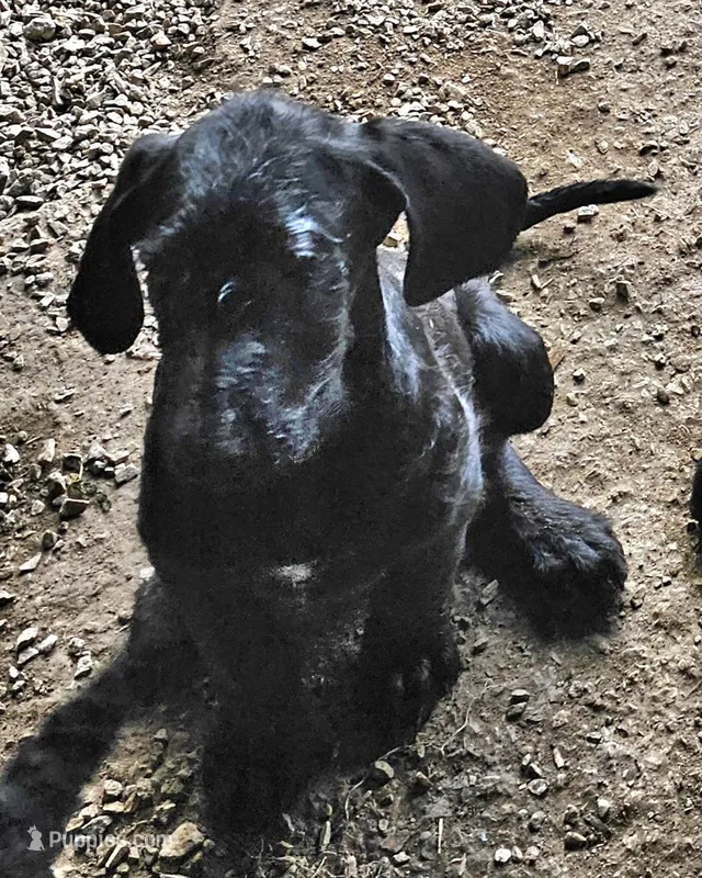 Fiona – Great Dane, Poodle - Standard  puppy for sale in Joplin, MO