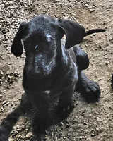 Fiona, a female Great Dane and Poodle - Standard  for sale in Joplin, MO – 1 of 5