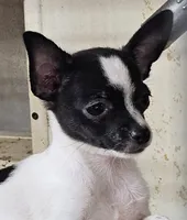 Bentley, a male Chihuahua for sale in Joplin, MO – 4 of 6