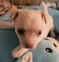 Slater, a male Chihuahua for sale in Joplin, MO – 6 of 8