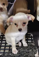 Cupcake, a female Chihuahua for sale in Joplin, MO – 5 of 7