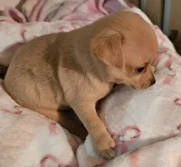 Tess, a female Chihuahua for sale in Joplin, MO – 3 of 4