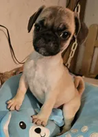 Timmy, a male French Bulldog and Pug for sale in Joplin, MO – 5 of 9