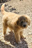 Callie, a female Great Pyrenees and Poodle - Standard  for sale in Joplin, MO – 6 of 6