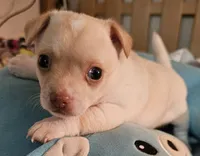 Slater, a male Chihuahua for sale in Joplin, MO – 3 of 8