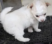 Frizzle, a male Chihuahua for sale in Joplin, MO – 4 of 8