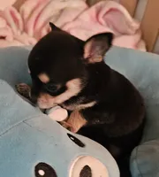 Corky, a male Chihuahua for sale in Joplin, MO – 8 of 8