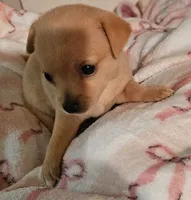 Tess, a female Chihuahua for sale in Joplin, MO – 2 of 4