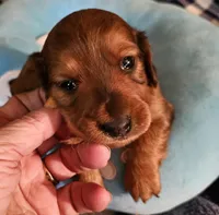 Nikko, a male Miniature Dachshund for sale in Joplin, MO – Photo 6 of 8